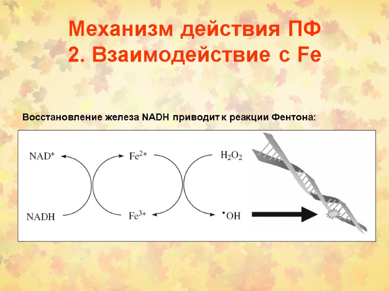 Механизм действия ПФ  2. Взаимодействие с Fe Восстановление железа NADH приводит к реакции